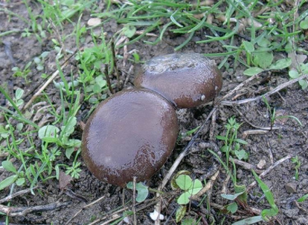 480 Ottobre vecchio ritrovamento